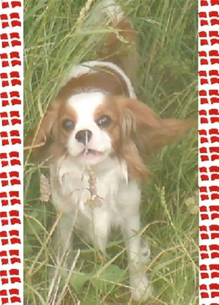 Cavalier king charles spaniel Lady -Your Loving Lady of - Lady er blevet Rallylydighedsmester i begynderklassen - 100 point ud af 100 mulige billede 19