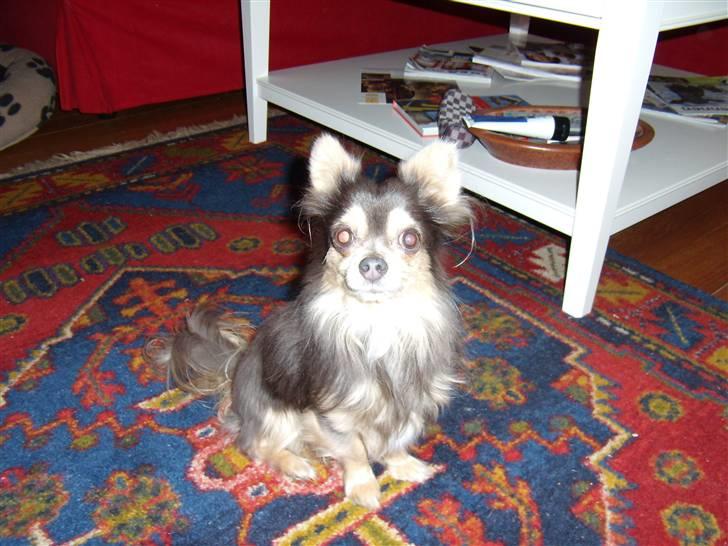 Chihuahua møffe - sikke pænt han sidder billede 1