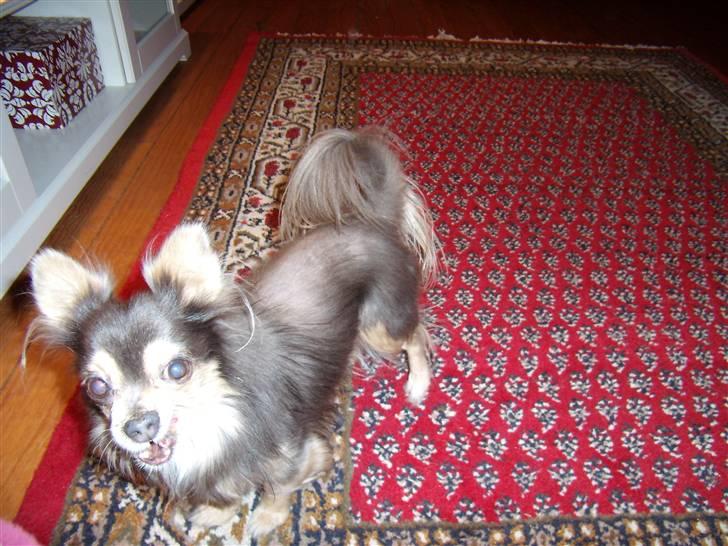 Chihuahua møffe - hundeguffe tid billede 2