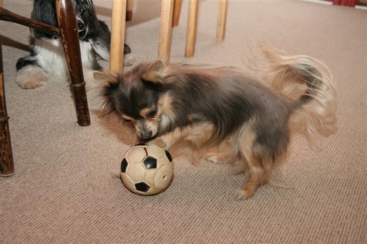 Chihuahua møffe - møffe med hans elskede bold billede 3