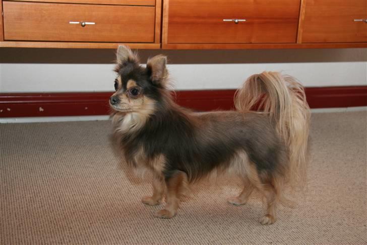 Chihuahua møffe - møffe i fuld statur billede 4