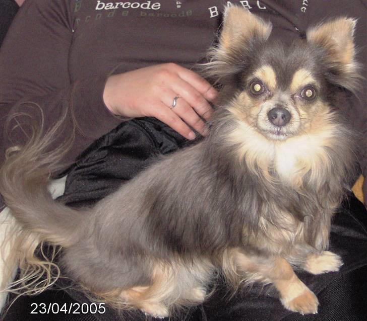 Chihuahua møffe - sidder pænt hos mor billede 5