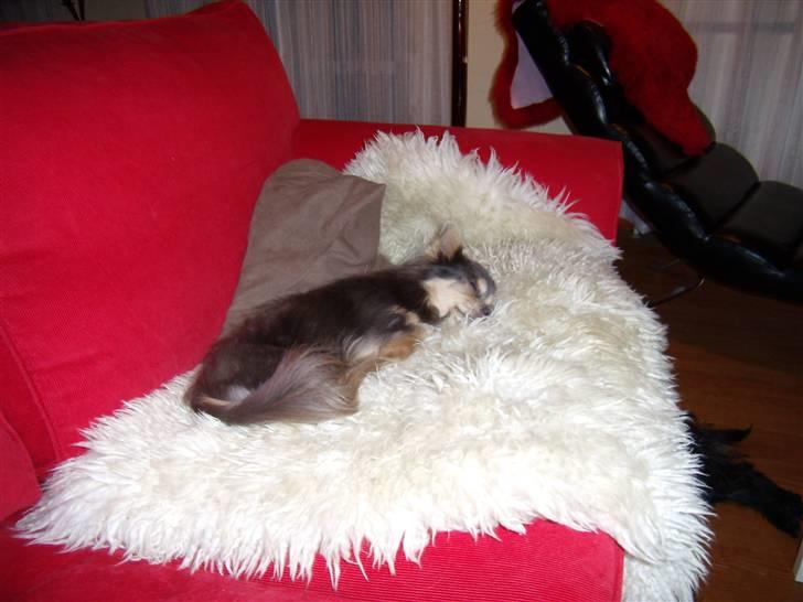 Chihuahua møffe - så sover det lille pus billede 6