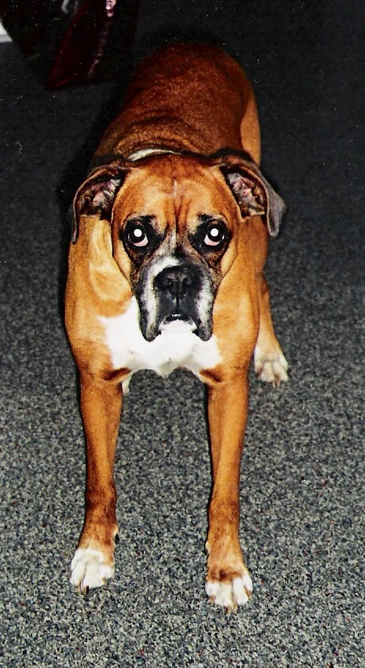 Boxer Sasha *Død* - Velkommen til Sasha´s profil, smid gerne en kommentar og en stemme! OBS. det er vigtigt i kigger i beskrivelse! billede 1