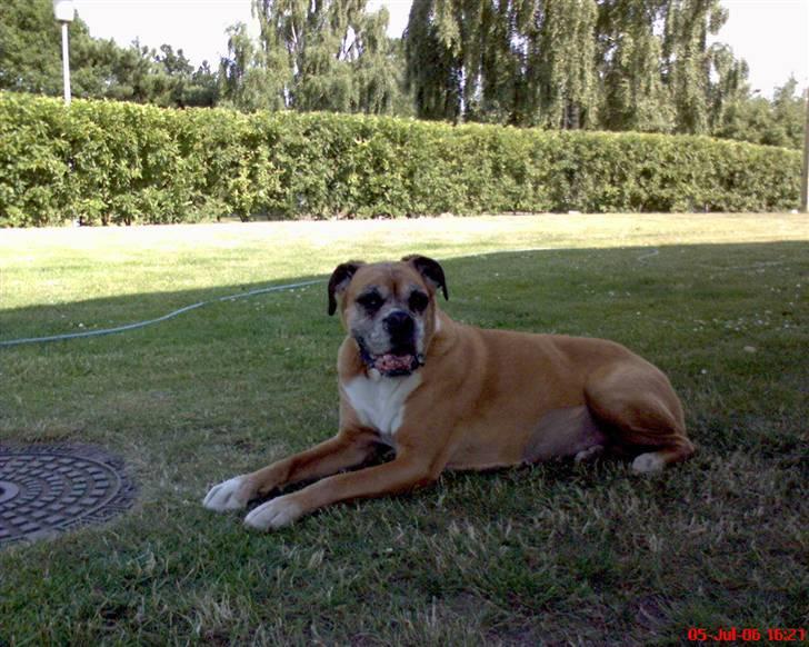 Boxer Sasha *Død* - Her ligger hun i græsset! billede 2
