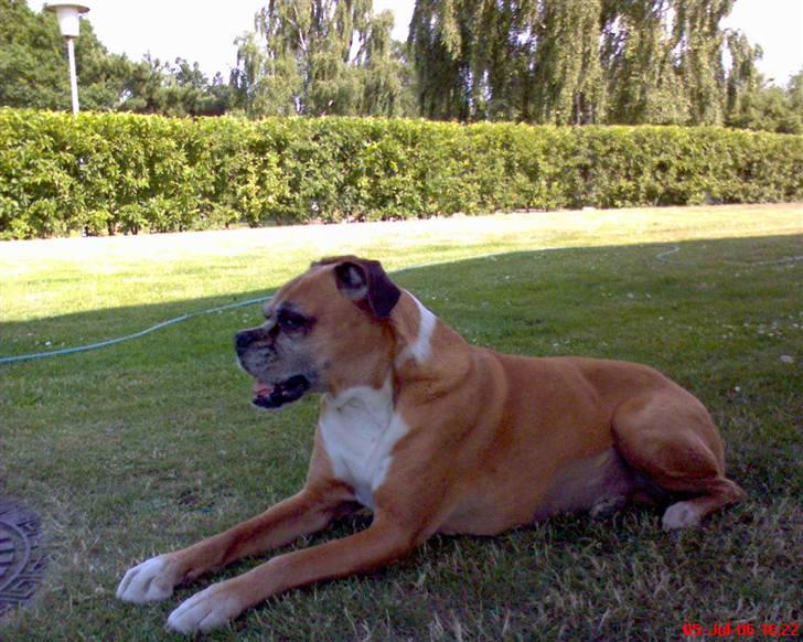 Boxer Sasha *Død* - Hvad sker der mon der over? billede 3