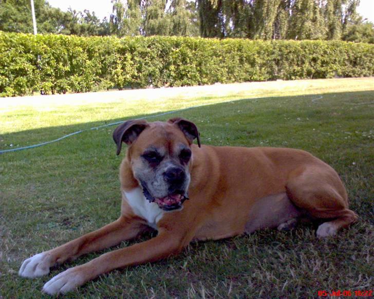 Boxer Sasha *Død* - Hun var så dejlig! billede 4