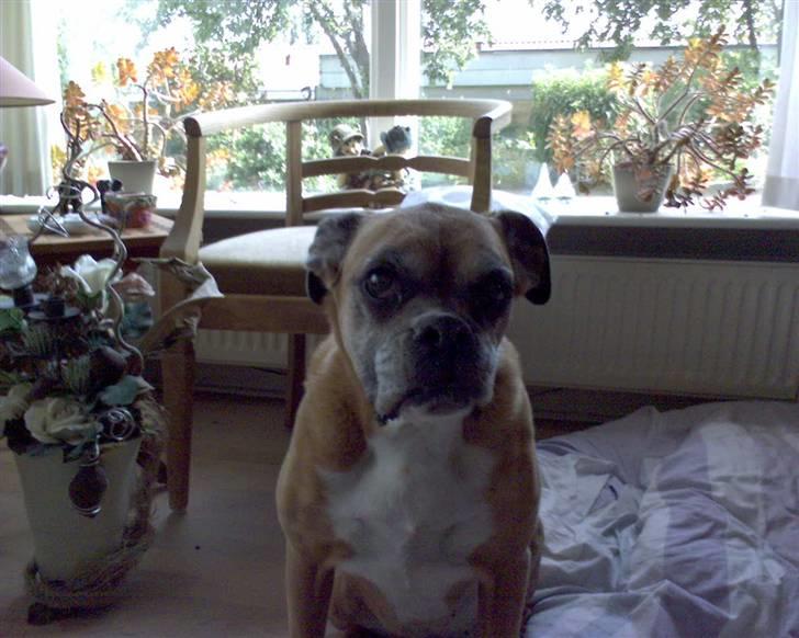 Boxer Sasha *Død* - Dette billed er taget ca. 1 måned før hendes død! OBS. læs forklaringen på hendes udseende nede i beskrivelse inden i kritisere! På forhånd tak :D billede 5