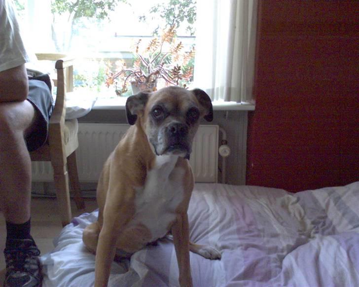 Boxer Sasha *Død* - Dette billed er taget ca. 1 måned før hendes død! OBS. læs forklaringen på hendes udseende nede i beskrivelse inden i kritisere! På forhånd tak :D billede 6