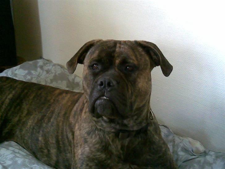 Bullmastiff | Bella - Hej Dorte:D! billede 8
