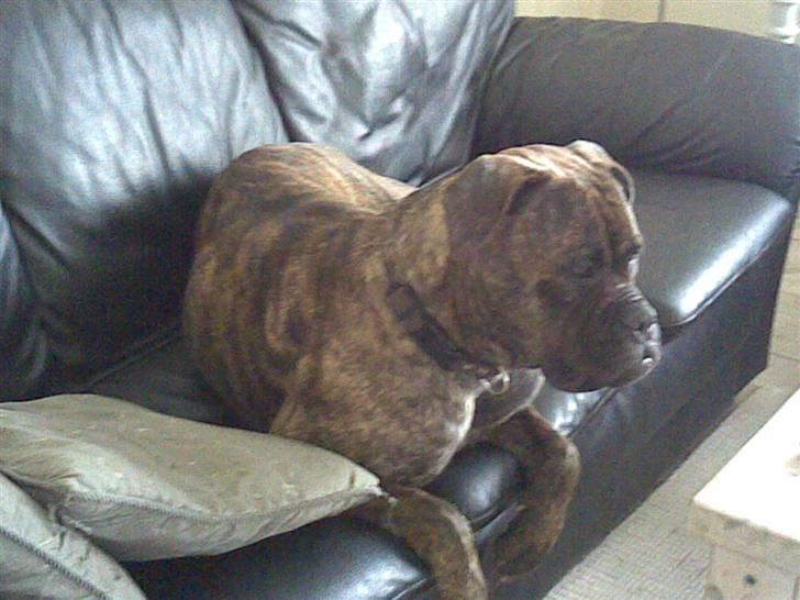 Bullmastiff | Bella - Neeej sikke en dejlig sofa i har jer! Den måtte jeg altså lige prøve! Ahh billede 9