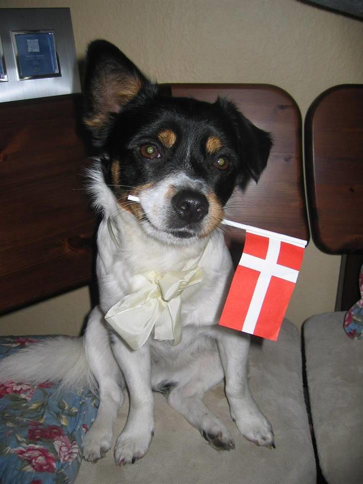 Blanding af racer Spike billede 1