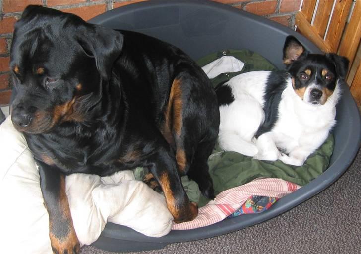 Blanding af racer Spike billede 3