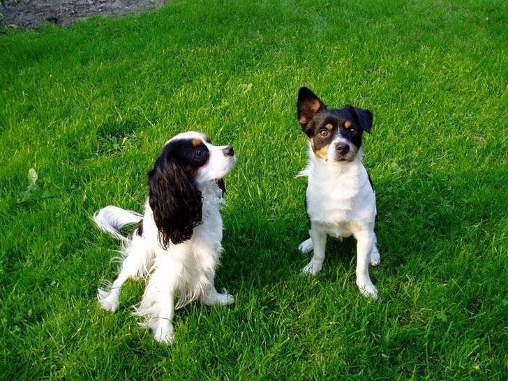 Blanding af racer Spike billede 4