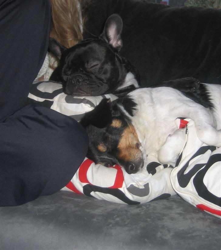 Blanding af racer Spike - Bacardi og Spike billede 5