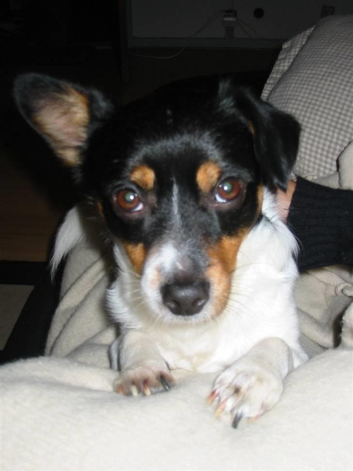 Blanding af racer Spike - Be be billede 6