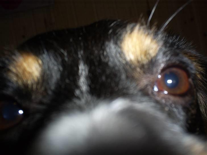 Blanding af racer Spike - Er der nogen? billede 7