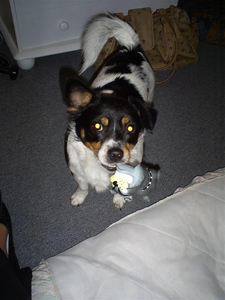 Blanding af racer Spike - Skal vi lege? billede 8