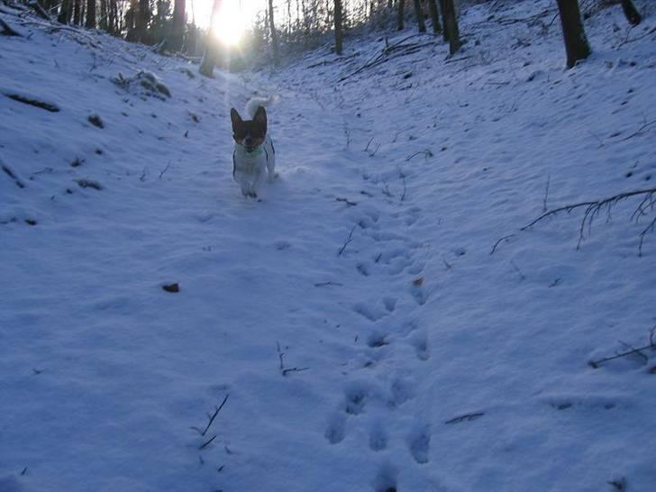 Blanding af racer Spike billede 9