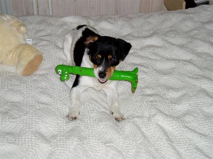 Blanding af racer Spike - Lege kom nuuu :) billede 10