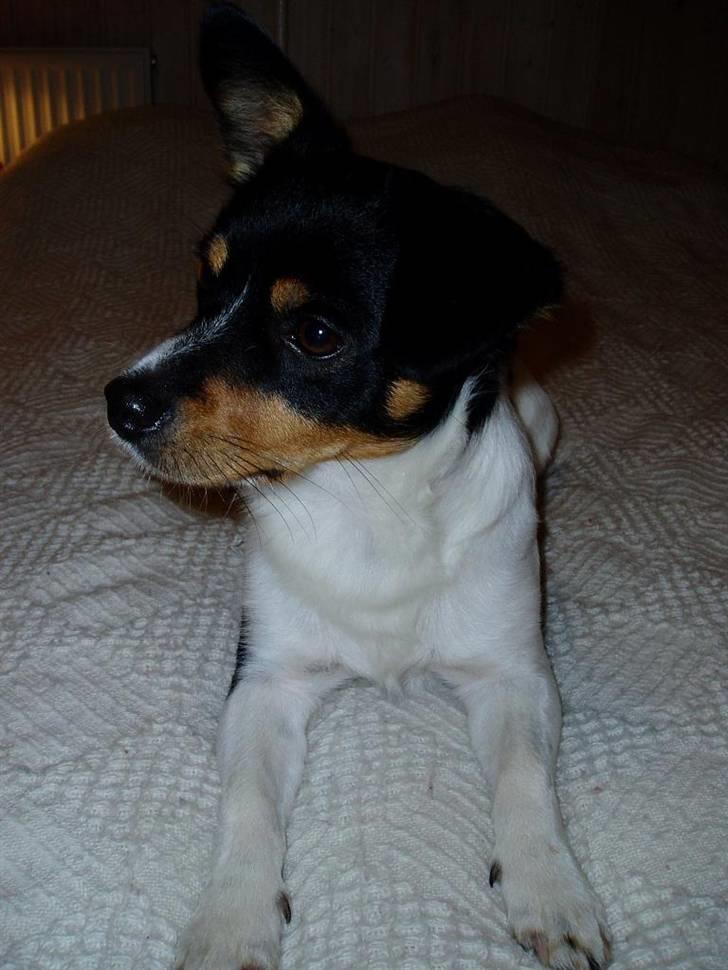 Blanding af racer Spike billede 11