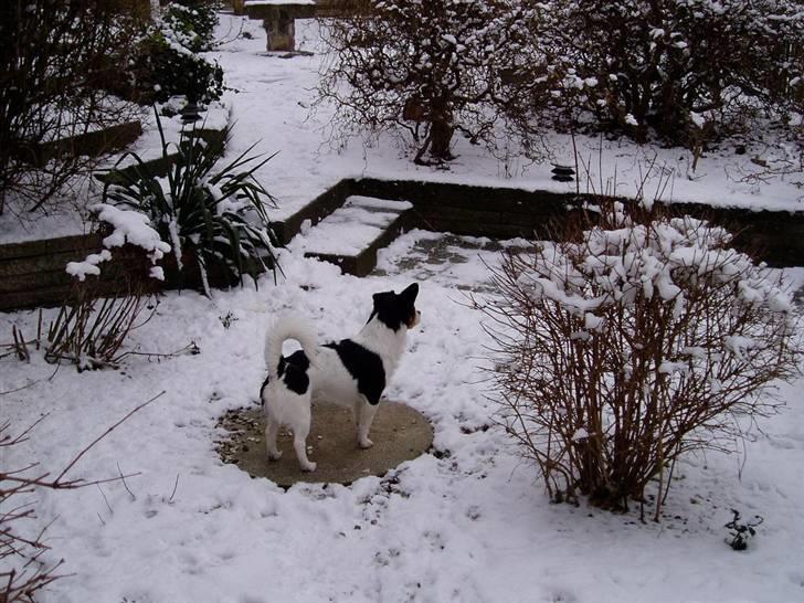 Blanding af racer Spike billede 12