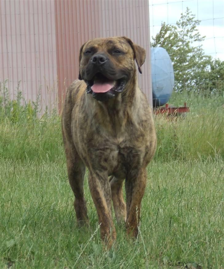 Boerboel TEGLBORG NANDI - 20 juni 08 billede 19