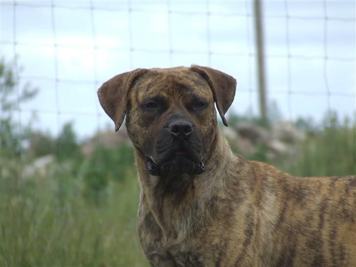 Boerboel TEGLBORG NANDI - 20 juni 08 billede 20