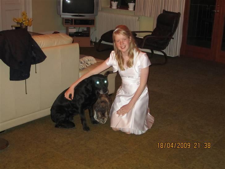 Labrador retriever Chili *formel 1* - Mig & Chili på min konfi d 18 april 2010 :-*  billede 1