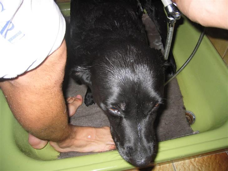 Labrador retriever Chili *formel 1* - Hun elsker at komme i bad hehe (-; billede 2