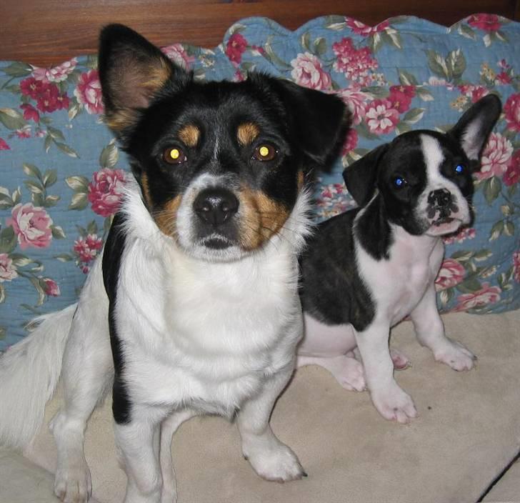 Blanding af racer Spike - Spike og Brutalis billede 13