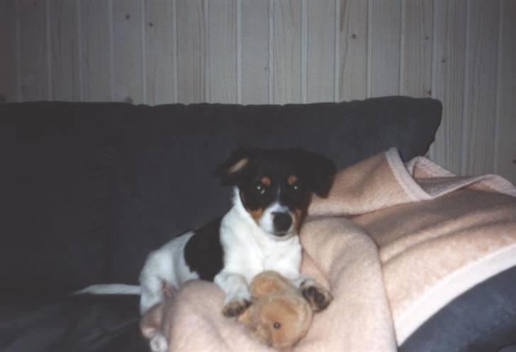 Blanding af racer Spike - Ikke så gammel.. billede 14