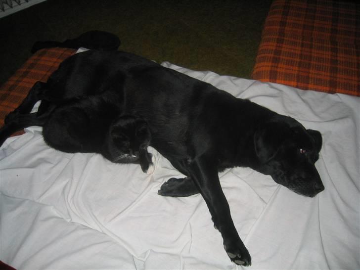 Labrador retriever Chili *formel 1* - Hun elsker katte<3 billede 3