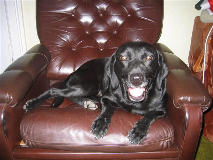 Labrador retriever Chili *formel 1* - Jeg napper lige en morfar her i stolen - det ser ingen vel?! :-) billede 4