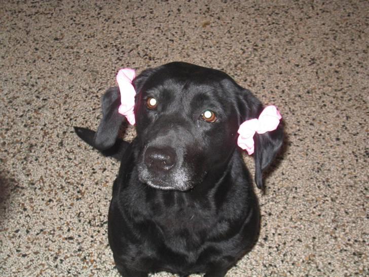 Labrador retriever Chili *formel 1* - Er jeg ikke flot? ;-D <3 billede 5