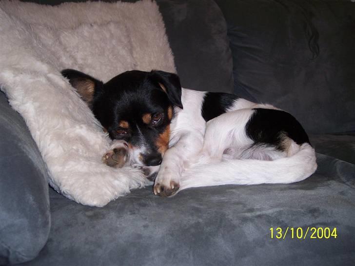 Blanding af racer Spike billede 15