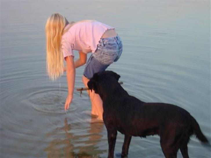 Labrador retriever Chili *formel 1* - Hun ELSKER vand<3 billede 6