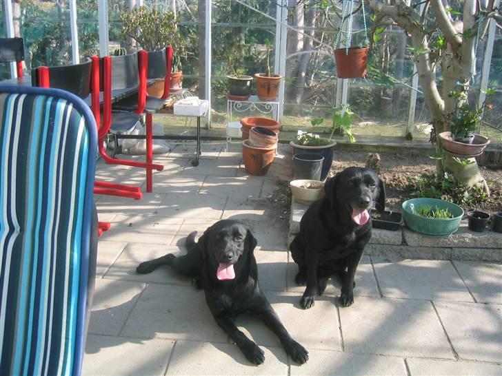 Labrador retriever Chili *formel 1* - Chili & Sussi i et varmt drivhus :-P  billede 7