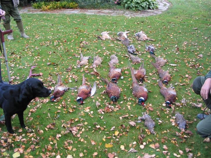 Labrador retriever Chili *formel 1* - Chili som kigger stolt på hendes fangst! :-D billede 8