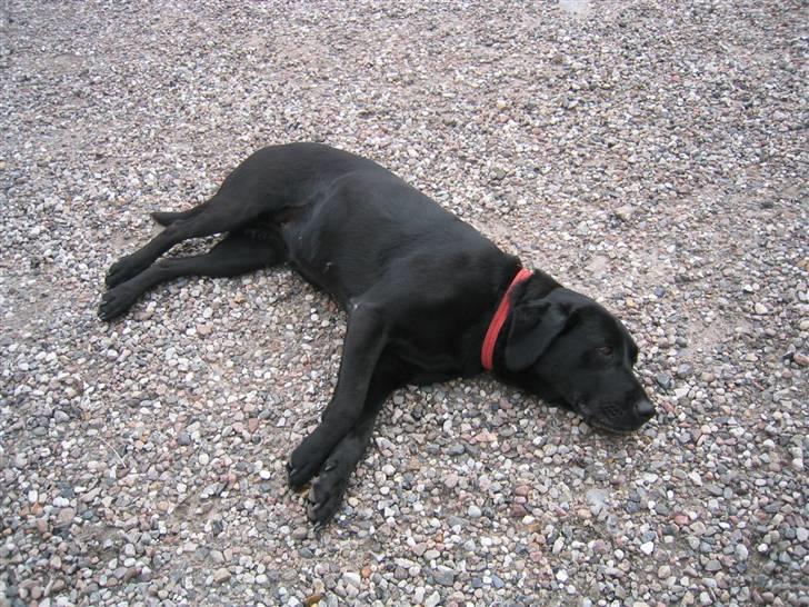 Labrador retriever Chili *formel 1* - rulle en tur i stenene er så skønt..<3 billede 9