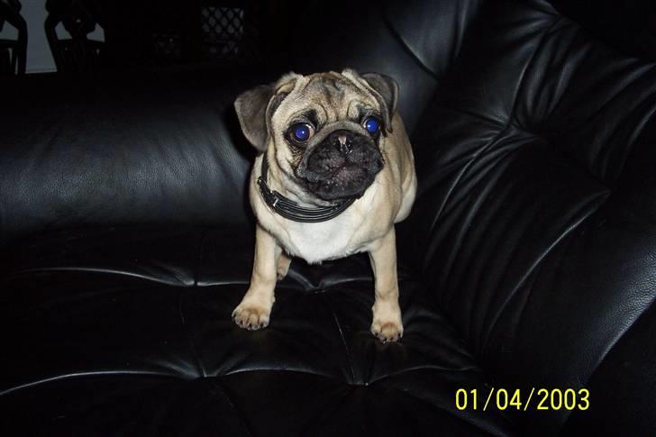 Mops Hugo Benzon billede 3