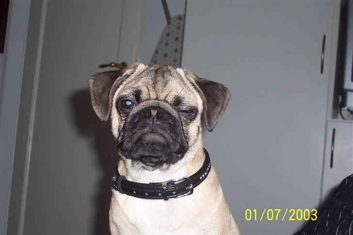 Mops Hugo Benzon billede 4