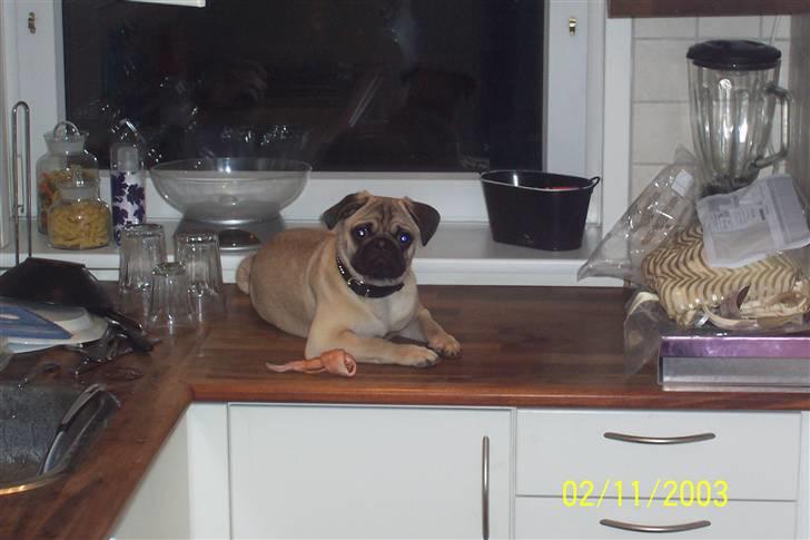 Mops Hugo Benzon billede 5