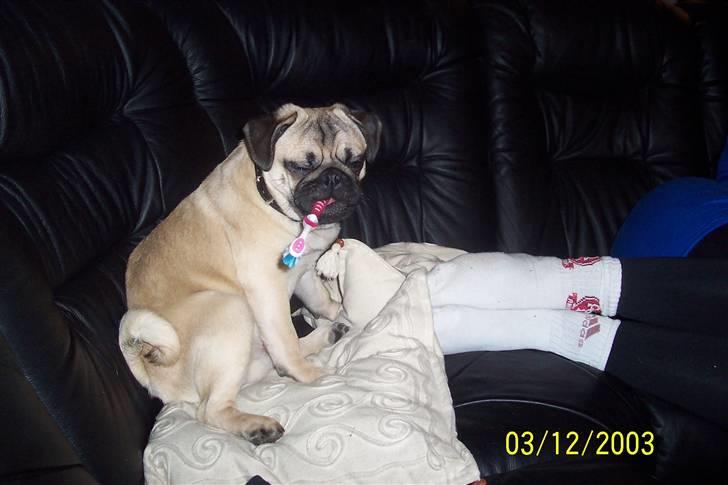 Mops Hugo Benzon billede 6