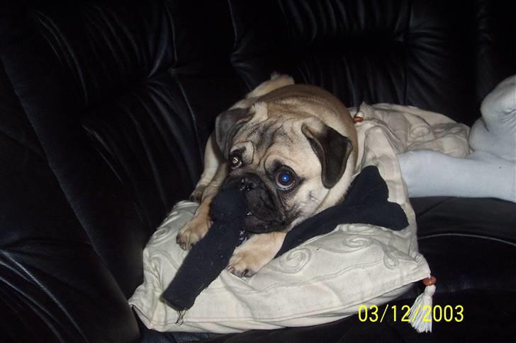 Mops Hugo Benzon billede 7