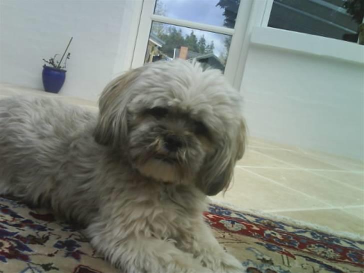 Lhasa apso Oskar billede 2