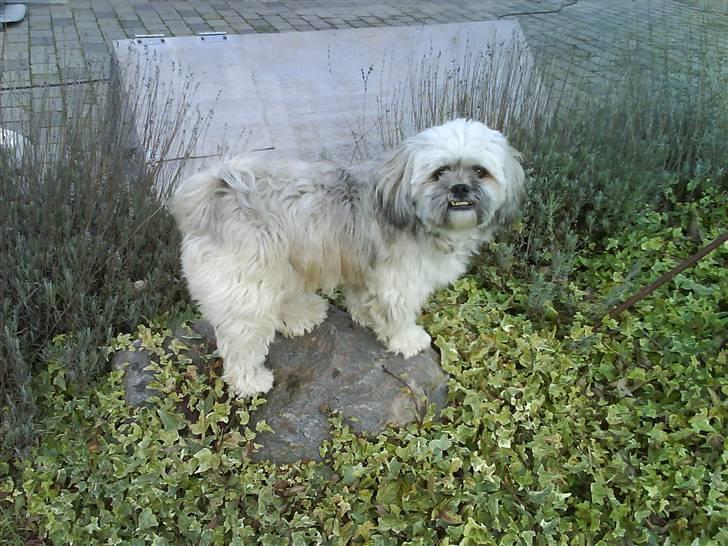 Lhasa apso Oskar - I'm the king of the garden. billede 3