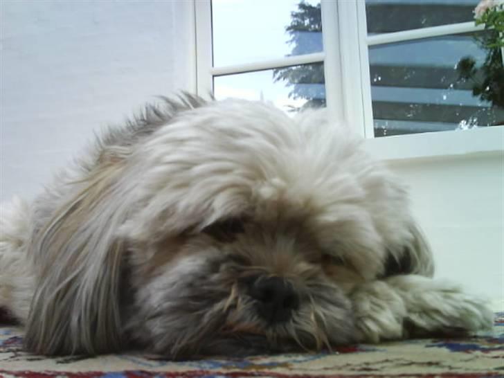 Lhasa apso Oskar billede 4