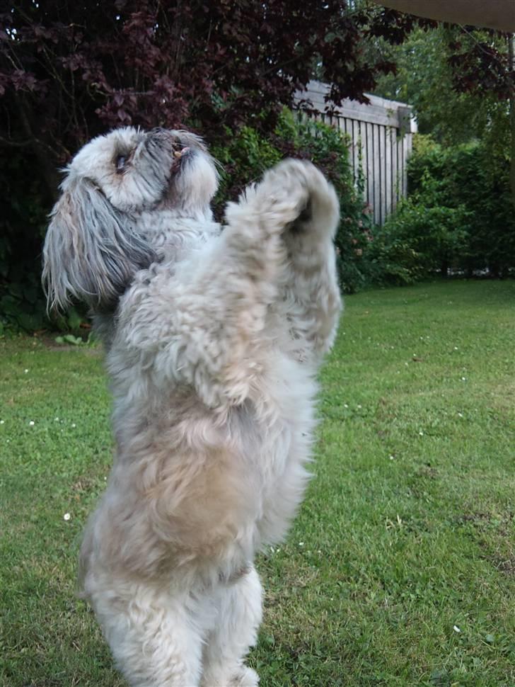 Lhasa apso Oskar billede 5
