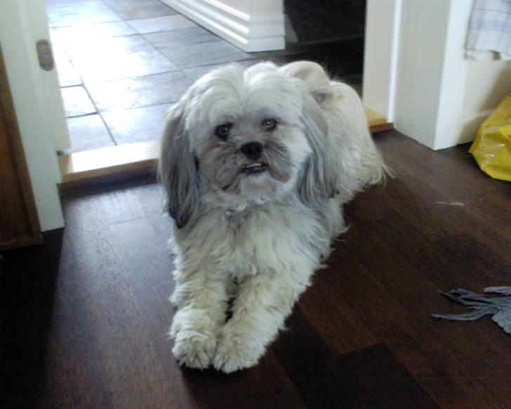 Lhasa apso Oskar billede 6